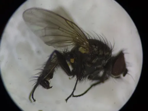 Botanophila fugax