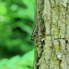Two-toothed Tumbling Flower Beetle thumbnail 3