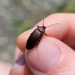 Comb-clawed Beetle thumbnail 1