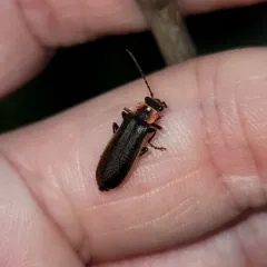Short-collared Soldier Beetle thumbnail 3