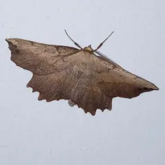 muzaria euchlaena moth thumbnail 2
