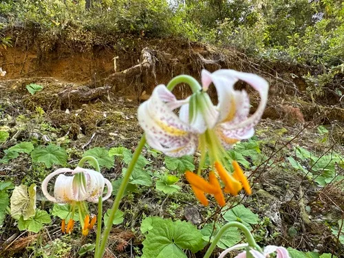 Kellogg's lily