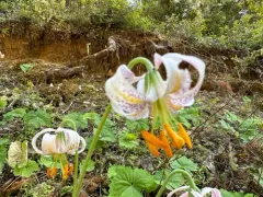 Kellogg's lily thumbnail 1