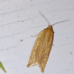 Clemens' Clepsis Moth thumbnail 2