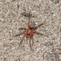 Gnaphosa sericata thumbnail 2
