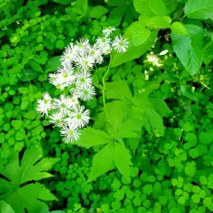 Carolina bugbane thumbnail 2
