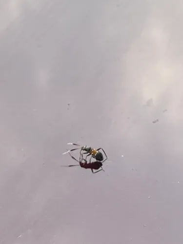 Pilophorus piceicola