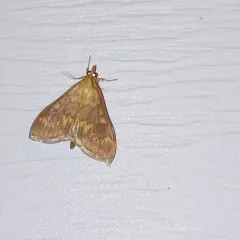European Corn Borer Moth thumbnail 3