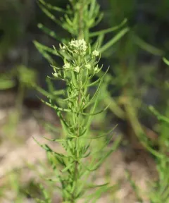 hyssopleaf thoroughwort thumbnail 2