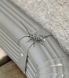 Cottonwood Borer thumbnail 3
