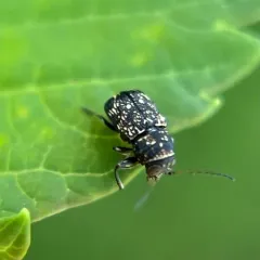 Pachybrachis peccans thumbnail 3