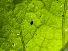 Eggplant Flea Beetle thumbnail 3