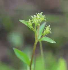 toothed white-topped aster thumbnail 3