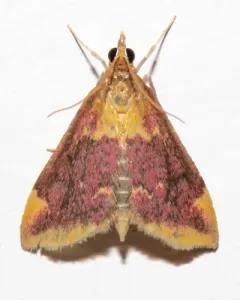 Pyrausta pythialis thumbnail 2