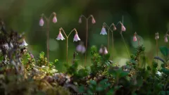 Twinflower thumbnail 5