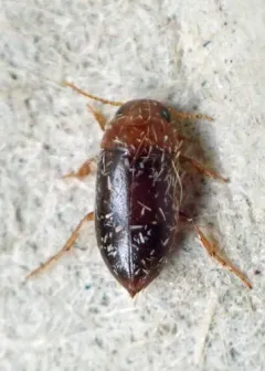 Celina angustata thumbnail 3