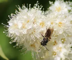 Meadow Parsnip Miner Bee thumbnail 3