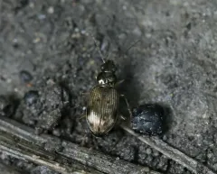 Bembidion variegatum thumbnail 3