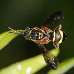 Tifton Nomad Bee thumbnail 4