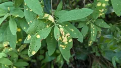 Exobasidium canadense thumbnail 2
