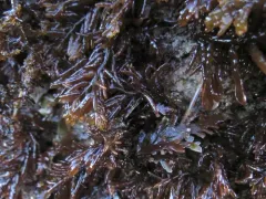 Neogastroclonium subarticulatum thumbnail 2
