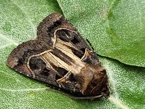 Bottom-striped Dart
