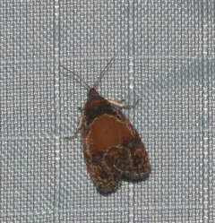 Fern Olethreutes Moth thumbnail 2