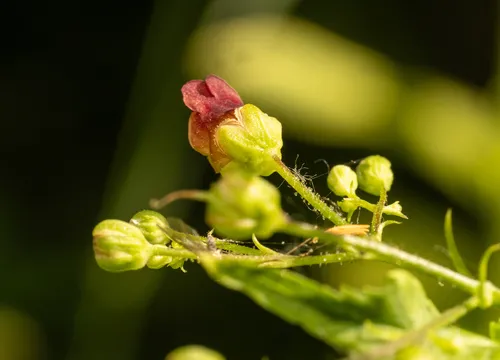 Green Figwort