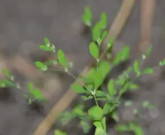 forked nailwort thumbnail 2