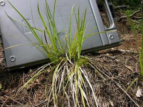 Brainerd's sedge