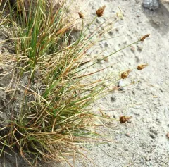 Brewer's sedge thumbnail 2