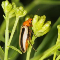 Zonitis bilineata thumbnail 4