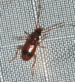 Discus Riverbank Ground Beetle thumbnail 4