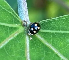 Ten-spotted Spurleg thumbnail 2