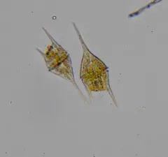 Tripos lineatus thumbnail 2