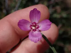 Lassen clarkia thumbnail 4