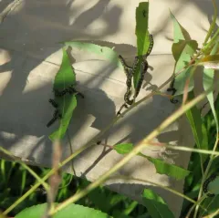 Willow Sawfly thumbnail 4