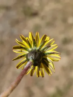 Fen Dandelion thumbnail 3