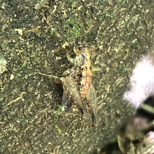 Pristoceuthophilus celatus