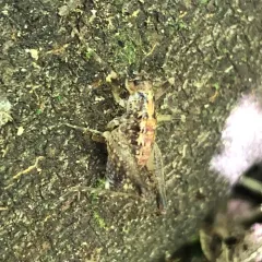 Pristoceuthophilus celatus thumbnail 1