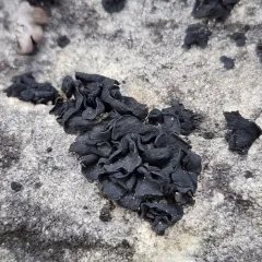 Black Rock Licorice Lichen thumbnail 4