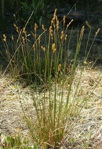 Davy's sedge