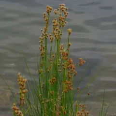 smooth saw-grass thumbnail 4