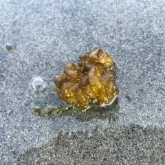 Sea Cauliflower thumbnail 4