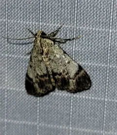 Dimorphic Macalla Moth thumbnail 2