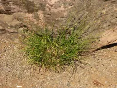 Presl's sedge thumbnail 2