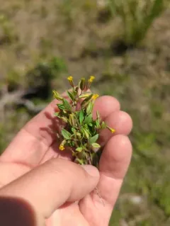 shortflower monkeyflower thumbnail 2