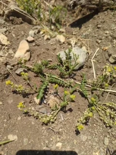 columbia yellow cress thumbnail 4