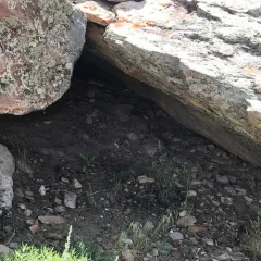 Prairie Rattlesnake thumbnail 3