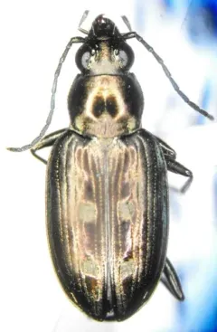 Bembidion lorquinii thumbnail 3